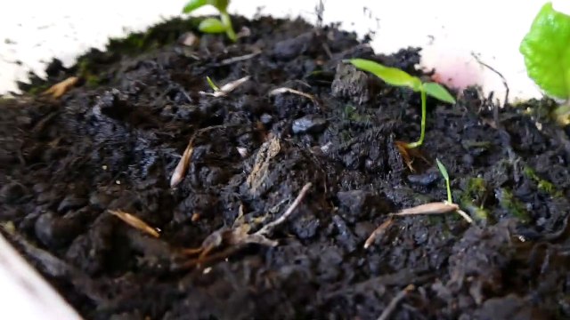 Beautiful Chinese Music - Guzheng & Bamboo Flute, Instrumental Zen For Relax