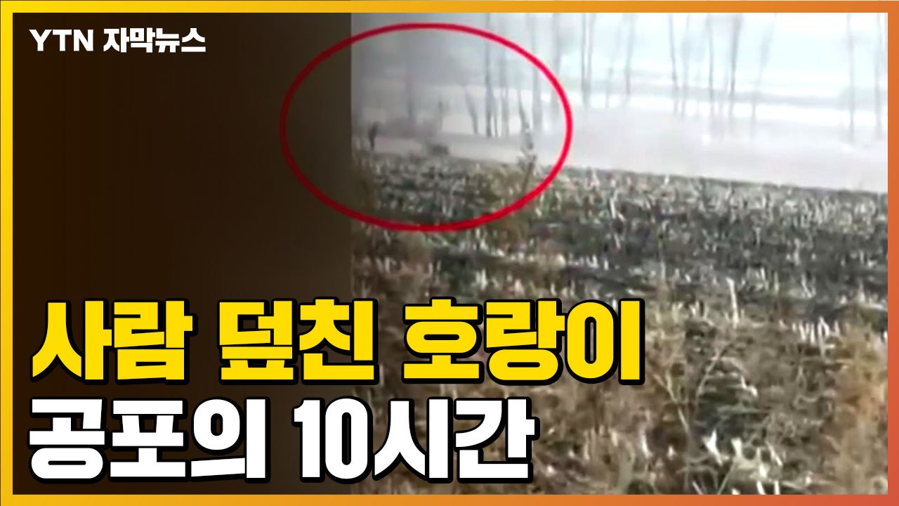 [자막뉴스] 호랑이가 사람 덮치고 승용차 '박살'...스마트폰에 담긴 공포의 현장 /...
