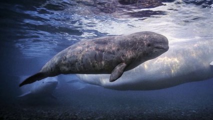 IR Interview: Brian Skerry For "Secrets Of The Whales" [Disney+] - Part II