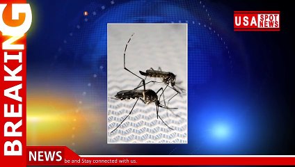 This could sting: Thousands of genetically modified mosquitoes being released in Florida