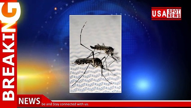 This could sting: Thousands of genetically modified mosquitoes being released in Florida
