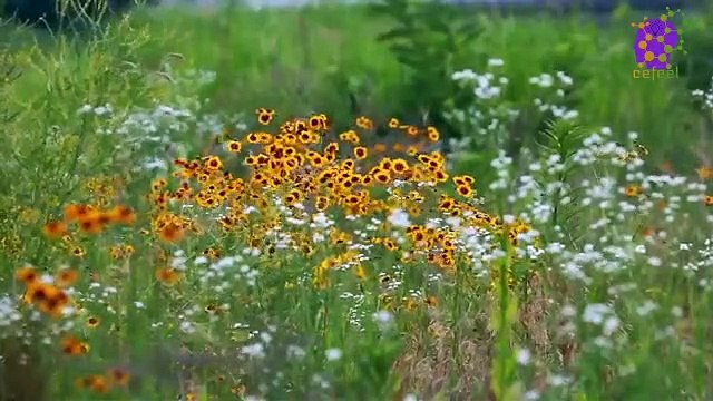 15 Minute Nice Relaxing Music for Anxiety Relief | Soothing | Joyful | Serene | Anti-Depression | Peaceful | Meditation | Healing | Positive Energy | Joyful