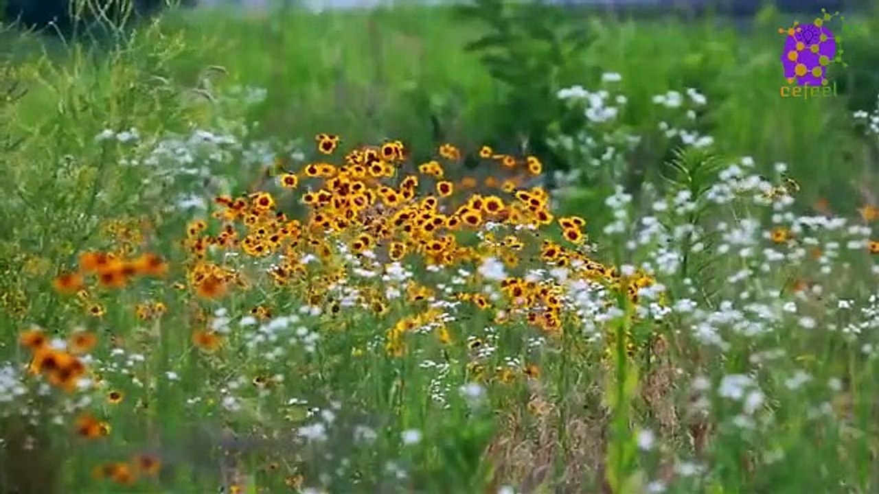 15 Minute Nice Relaxing Music for Anxiety Relief | Soothing | Joyful | Serene | Anti-Depression | Peaceful | Meditation | Healing  | Positive Energy | Joyful