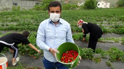 Batman'da yılın ilk organik çilek hasadı başladı