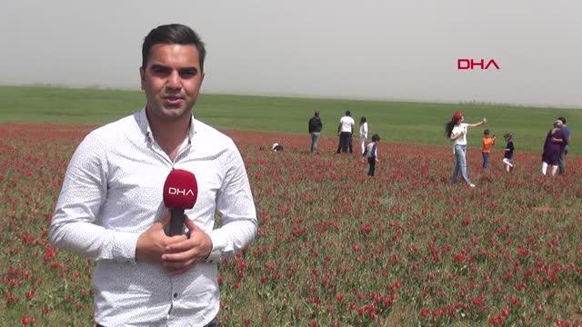 MUŞ LALELER MUŞ OVASI'NI KIRMIZIYA BOYADI