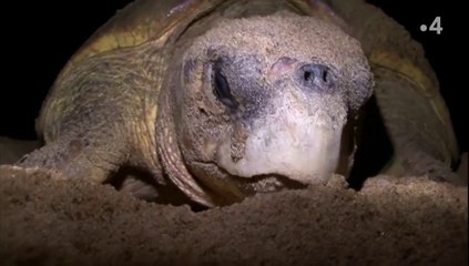 Sauvés de l'extinction - La tortue qui venait d'ailleurs