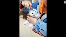  Mini Pomeranian - Funny And Cute Pomeranian Videos #17 - Cutevn Animals