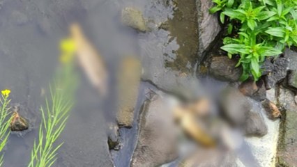 천안 성정천 물고기 수십 마리 폐사..."용존산소 부족 추정" / YTN