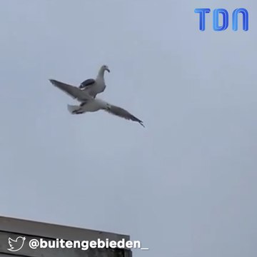 Une mouette vole sur ... une mouette !