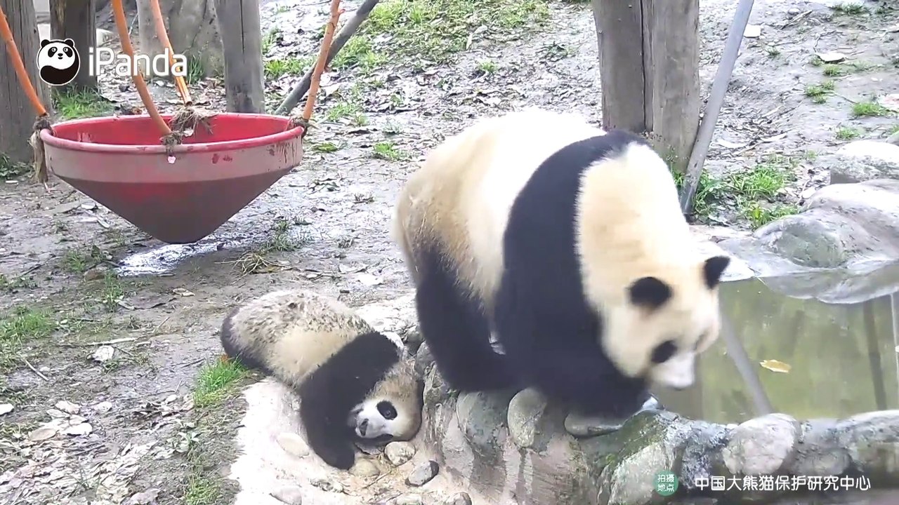 麻麻不要走