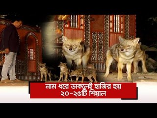 নাম ধরে ডাকলেই হাজির হয় ২০-২৫টি শিয়াল | Jagonews24.com