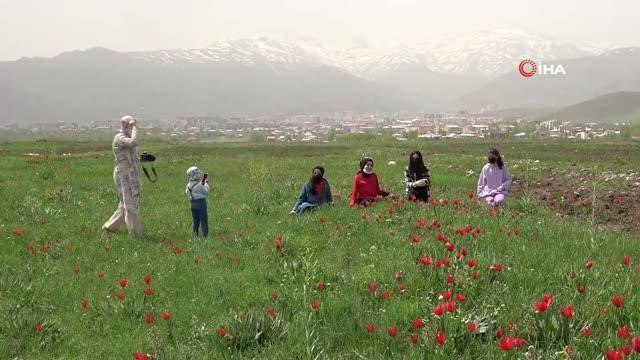 Muş Ovası'nı kırmızıya bürüyen 'Laleler' görsel şölen oluşturdu
