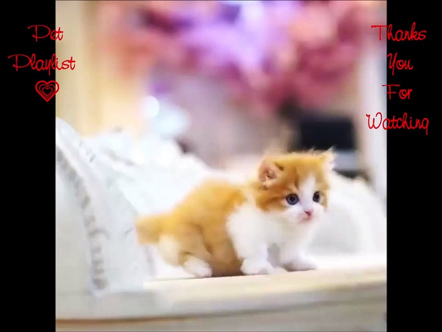 Cute Pets And Funny Animals Video Compilation #5  ^Pet Playlist^