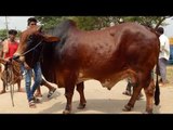 People returning with animals from the cattle market for Eid-ul-Adha