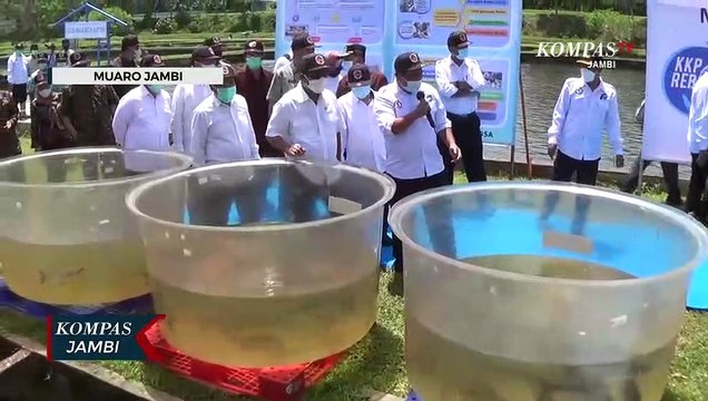 Menteri KKP Launching Ikan Patin Pustina