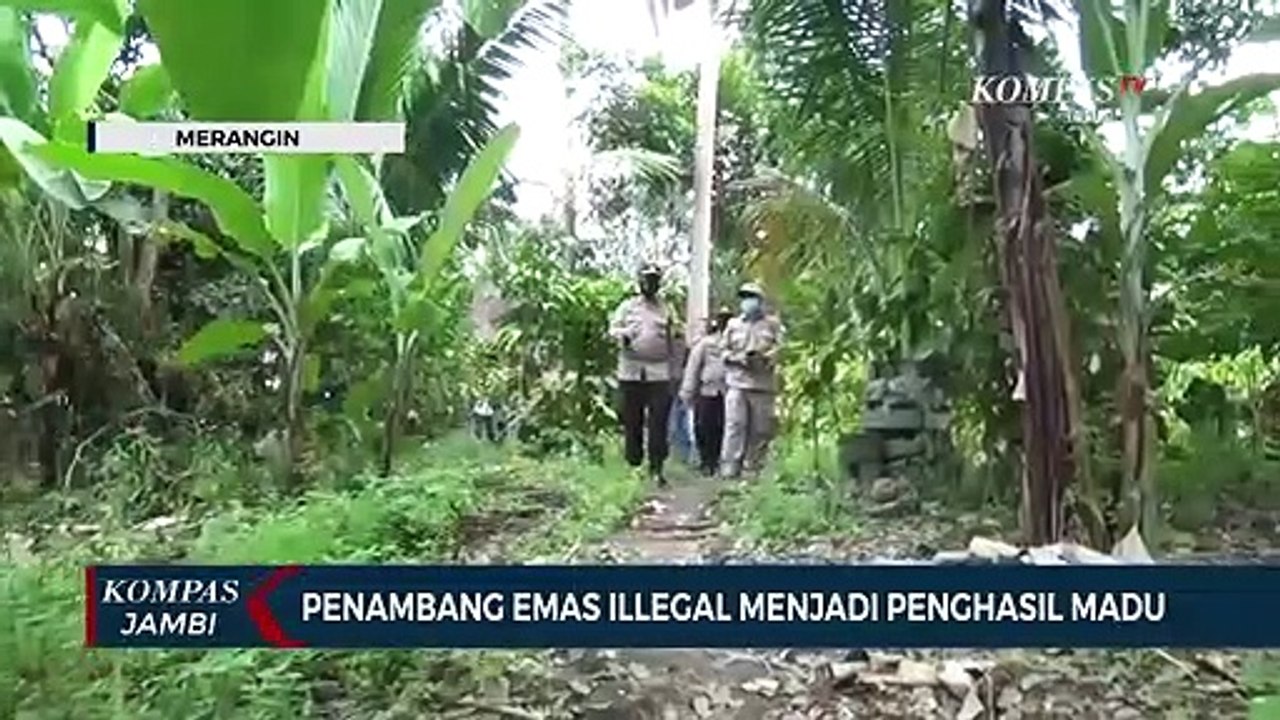Penambang Emas Ilegal Menjadi Penghasil Madu