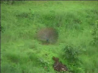 Peacock Dancing