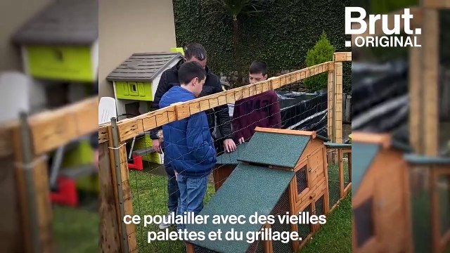 Poule pour tous : l'asso qui sauve des poules destinées à l'abattoir