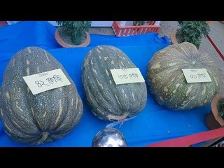 এটা কি আসল নাকি নকল মিষ্টি কুমড়া | Is it real or Fake Pumpkin