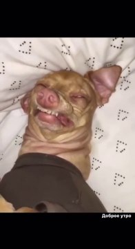 Я, когда звонит будильник