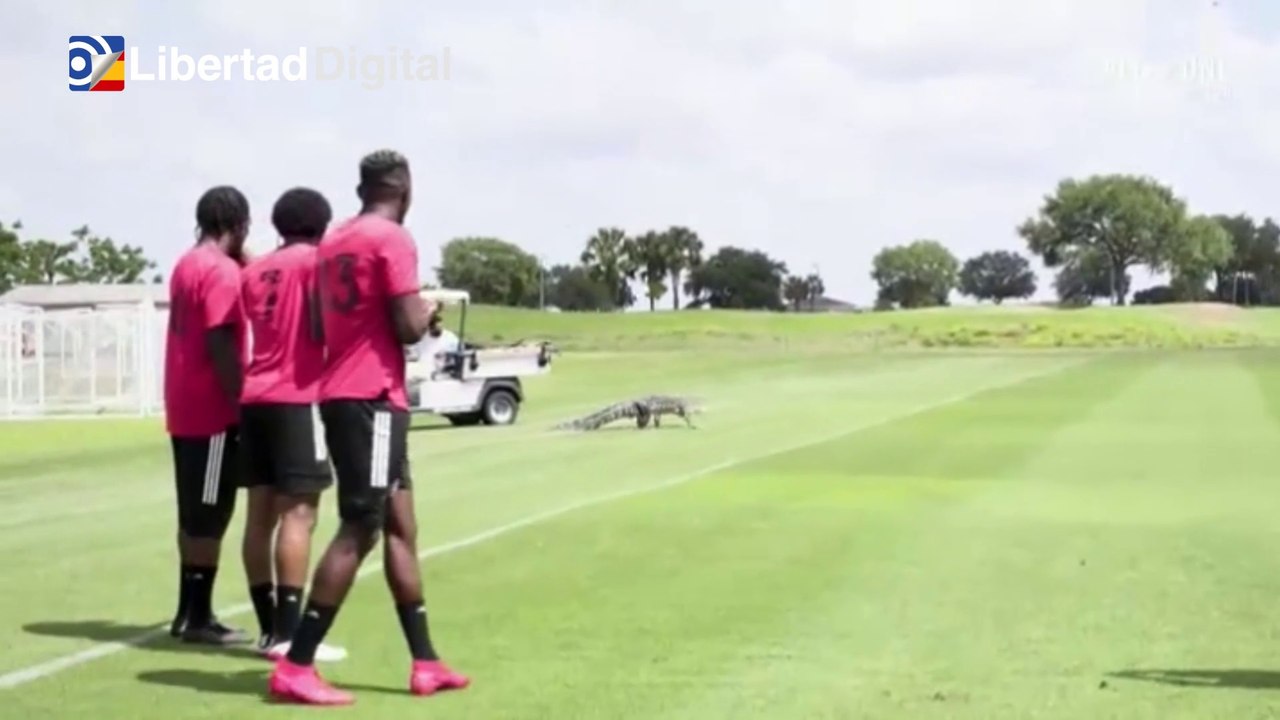 Un aligator sorprende a los jugadores del Club de Fútbol Toronto en mitad del campo de fútbol