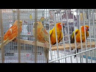 পাখির কিচিরমিচিরে মুখরিত প্রেস ক্লাব | Birds Chirp in the Press Club