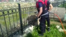 Demir parmaklıklara sıkışan köpeği itfaiye kurtardı