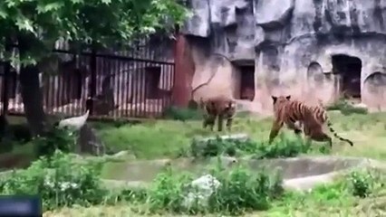 Kaplan mahallesinden sağ çıkan yürek yemiş kuş