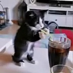 Kitten Tries To Drink Soda With Straw - 1179215