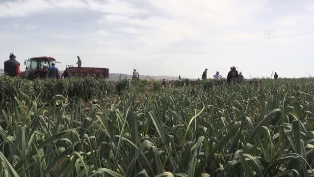GAZİANTEP - Beyaz altın Araban sarımsağında hasat heyecanı