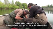 Le silure, une menace pour les poissons migrateurs de la Dordogne