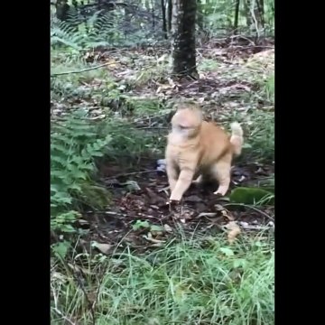 Funniest Animals - Funny Animal Videos Can'T Help But Laugh 2021 - Cutest Animals Ever
