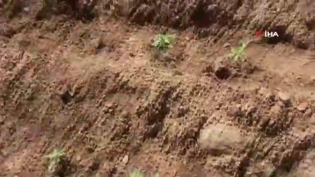 'Hayalet Köy'de uyuşturucu operasyonu: 600 kök kenevir ele geçirildi