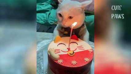 Wow So Cute ♡ Best Funny Cats And Dogs 2020 #46