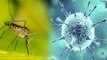 Corona Virus मच्छरों के काटने से फैलता है क्या? | Does Mosquito Spread Corona Virus | Boldsky