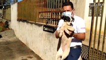 Após denúncia de maus-tratos, cachorros são resgatados