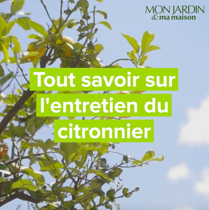 Tout savoir sur l'entretien du citronnier