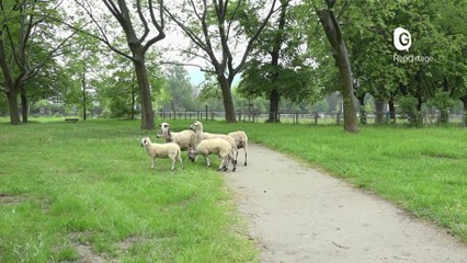 Reportage - Des brebis plutôt que des tondeuses au parc des Champs-Elysées