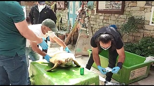 İzmir'de silahla vurulan Caretta Caretta'nın ilk tedavisi Kuşadası'nda yapıldı