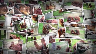 Zoo de La Boissière du Doré - Diaporama des Orangs-outans / Orangutans slideshow