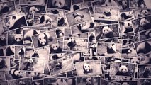Photos souvenirs des pandas géants de Beauval - Souvenir photos of the giant pandas of Beauval