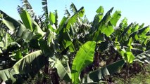 RD suspende importaciones de Colombia y Perú por hongo del banano