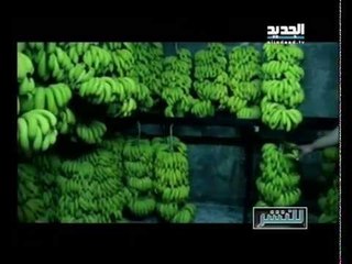 للنشر -  حقيقة استعمال مواد مسرطنة في مخامر الموز