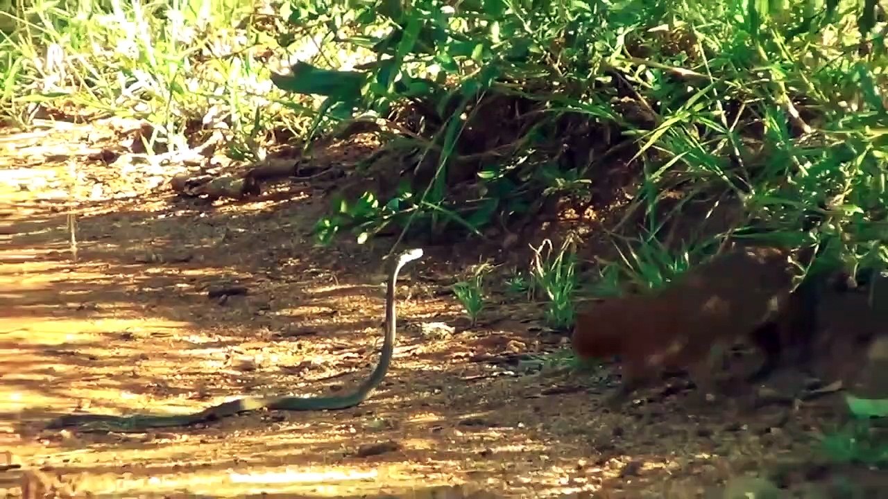 Top 7 Reptiles Más Peligrosos Del Mundo