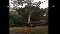 Dev ağaç evin üzerine böyle devrildi