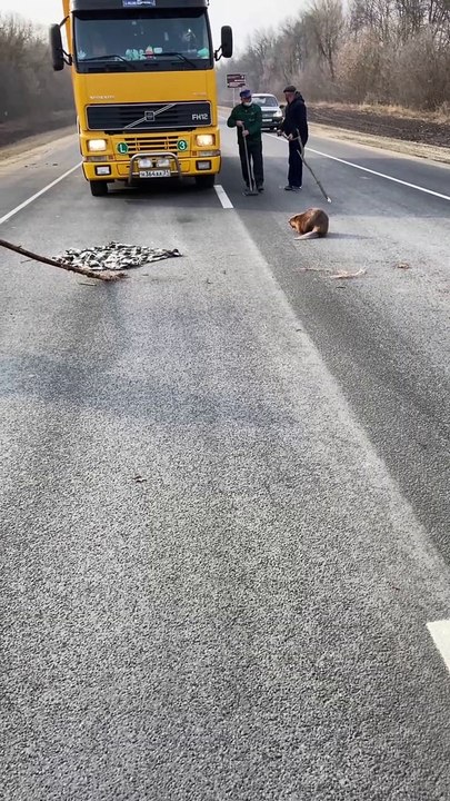 Trying to Keep Beaver From Harm on Highway