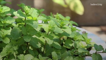 Ina Garten’s Giant Pot of Fresh Mint Is the Most Genius (and Foolproof) Summertime Contain