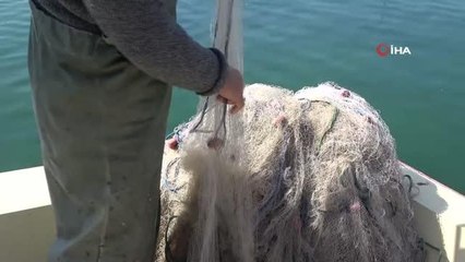 Küçük balıkçıların başı yunuslar balıklarıyla dertte