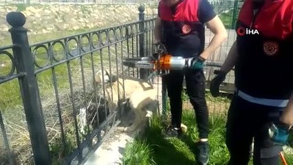 Parmaklıklara sıkışan köpeği itfaiye kurtardı