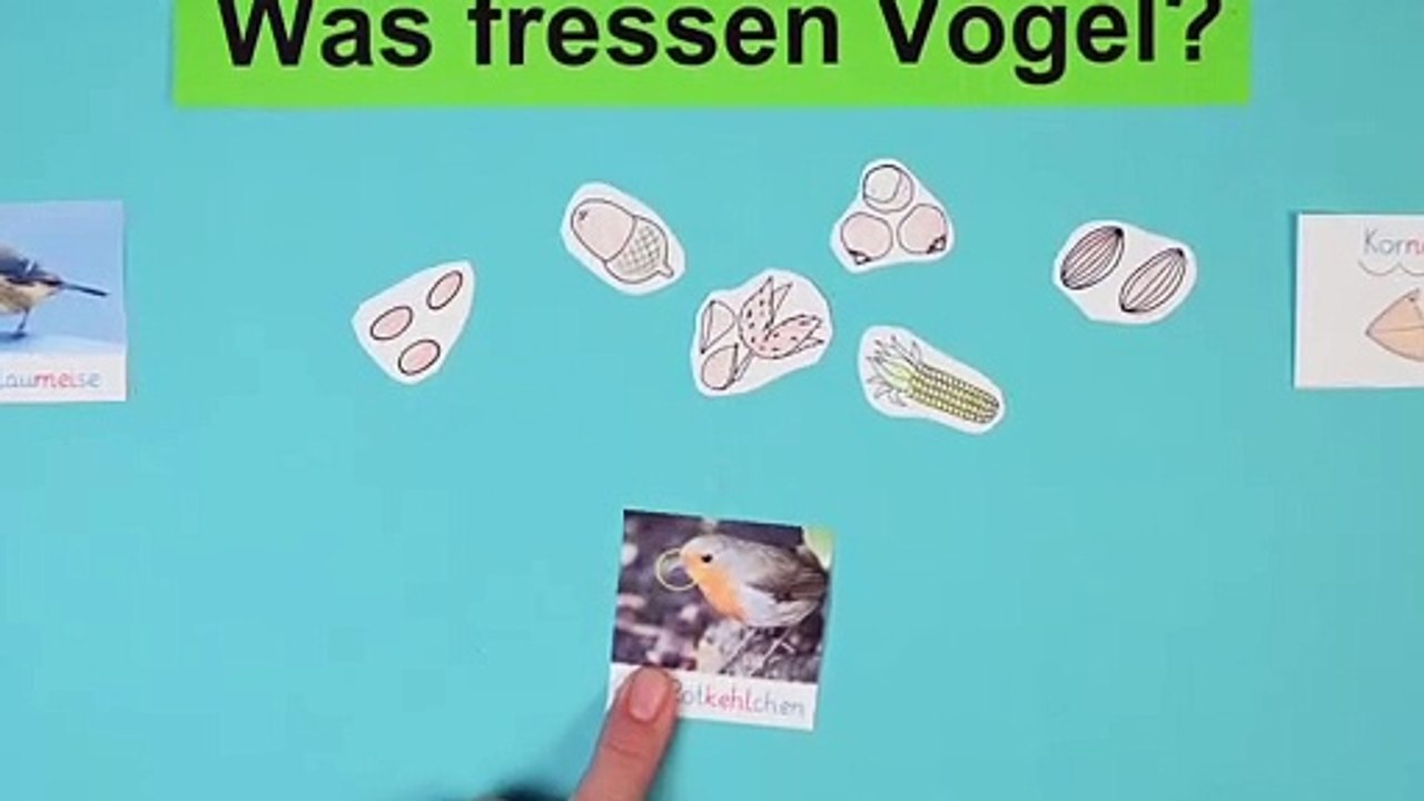 Was fressen vögel